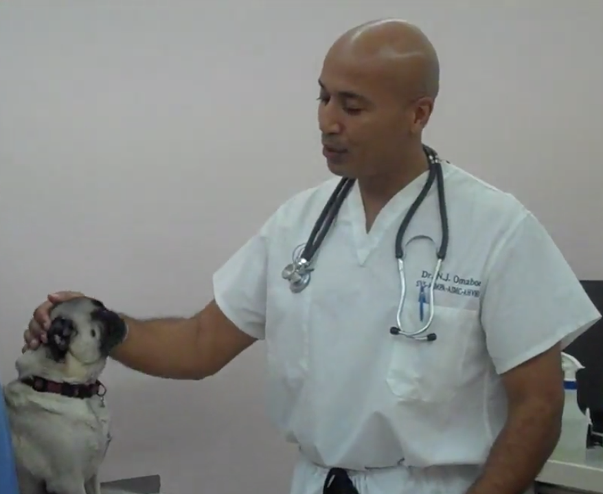 Vétérinaire Coppet, Veterinaire Coppet, Coppet Veterinaire, Coppet Vétérinaire, cabinet vétérinaire Coppet, cabinet veterinaire Coppet, clinique vétérinaire Coppet, vétérinaire de Garde Coppet,veterinaire de Garde Coppet, Cabinet Vétérinaire International