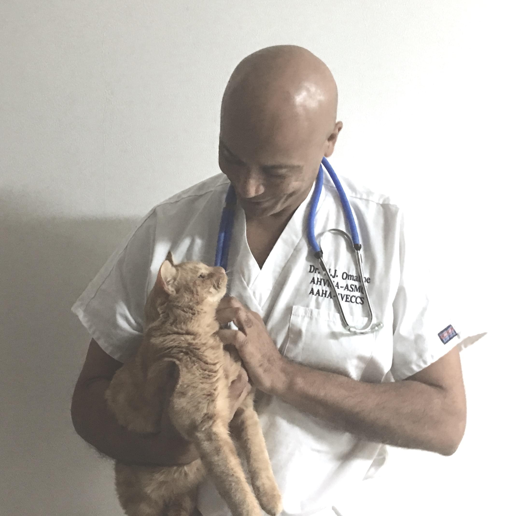 Vétérinaire Coppet, Veterinaire Coppet, Coppet Veterinaire, Coppet Vétérinaire, cabinet vétérinaire Coppet, cabinet veterinaire Coppet, clinique vétérinaire Coppet, vétérinaire de Garde Coppet,veterinaire de Garde Coppet, Cabinet Vétérinaire International