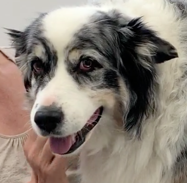 chien, Vétérinaire Coppet, Veterinaire Coppet, Coppet Veterinaire, Coppet Vétérinaire, cabinet vétérinaire Coppet, cabinet veterinaire Coppet, clinique vétérinaire Coppet, vétérinaire de Garde Coppet,veterinaire de Garde Coppet, Cabinet Vétérinaire International